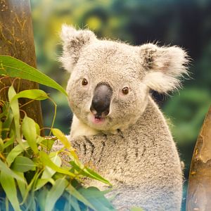 Summer Koala Exhibit