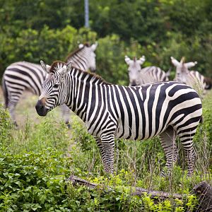 Zebra