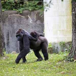 Gorilla mother and young