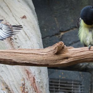 Green araçari : Cotswold WP : 03 Dec 2016