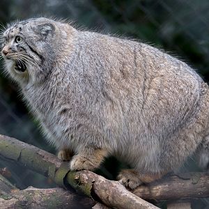 Pallas's cat : Cotswold WP : 03 Dec 2016