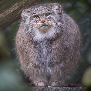 Pallas's cat : Cotswold WP : 03 Dec 2016
