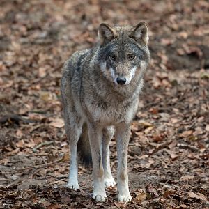 Eurasian wolf : Cotswold WP : 03 Dec 2016