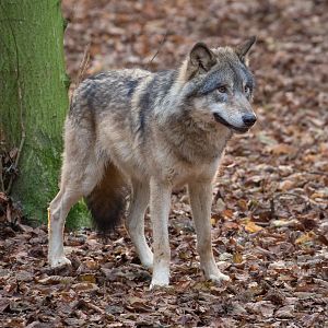 Eurasian wolf : Cotswold WP : 03 Dec 2016