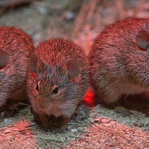 Neumann's grass rat : Cotswold WP : 03 Dec 2016