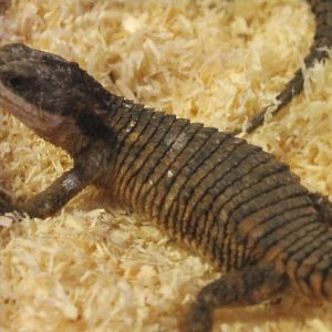 Cordylus tropidosternum