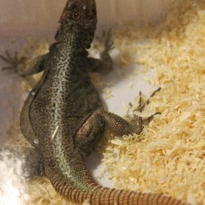 Madagascar Iguana species