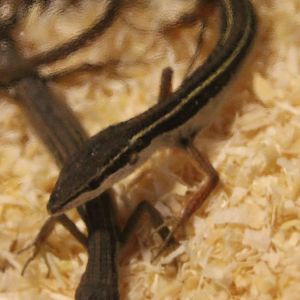 Takydromus sexilineatus