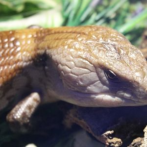 Blue-tongued skink