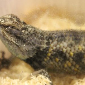 Sceloporus ID