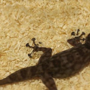 Gecko ID