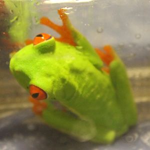 Red-eyed tree frog