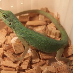 Anolis roquet summes