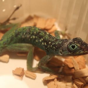 Anolis roquet summes