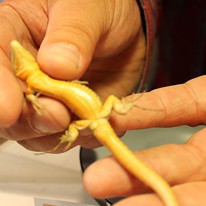 Podarcis sicula campestris