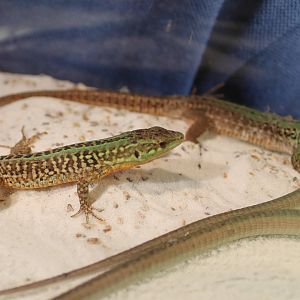 Podarcis sicula campestris