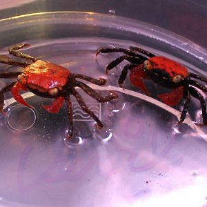 Red devil crabs