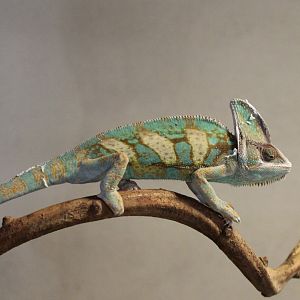 Veiled chameleon
