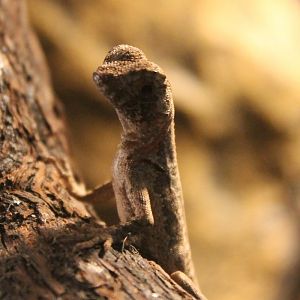 Baby Uranoscodon superciliosus