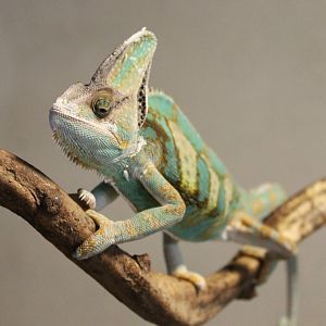 Veiled chameleon