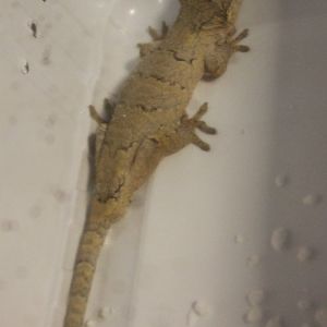 Rhacodactylus auriculatus