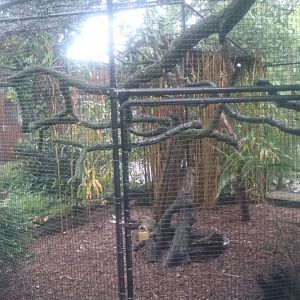 Enclosure Cotton-top tamarin and Vietnamese pheasant