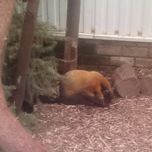 Yellow-throated marten