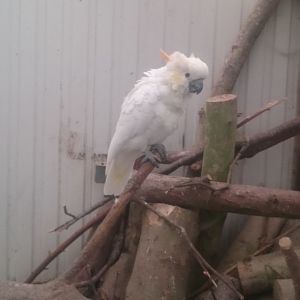 Orange-crested cockatoo
