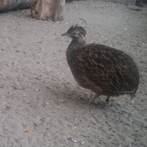 Chilean tinamou