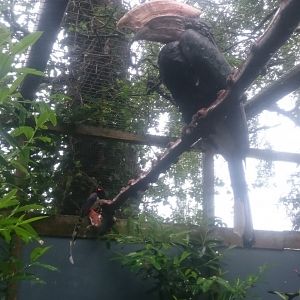 Silvery-cheeked hornbill And Red-billed magpie