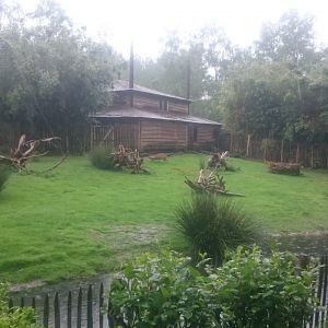 Muntjac - Maguari - Crane Enclosure