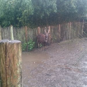 Enclosure Sitatunga