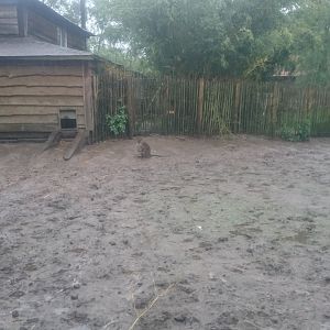 Enclosure Wallaby