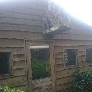 Indoor-enclosure Black howler-monkey