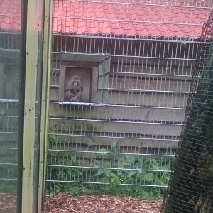 Enclosure Rhesus monkey