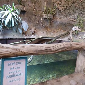Refurbished aquarium in Elephant house