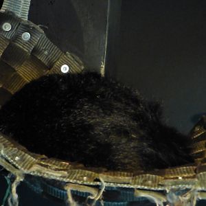 Palwan Binturong