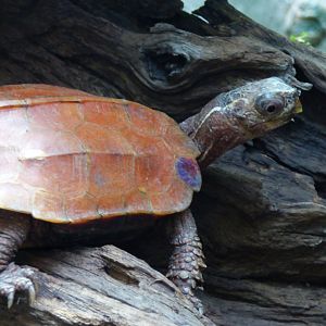 Black Breasted Turtle