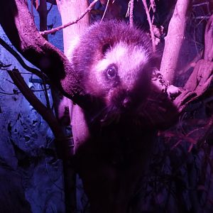 Northern Luzon Cloud Rat at Feeding Time