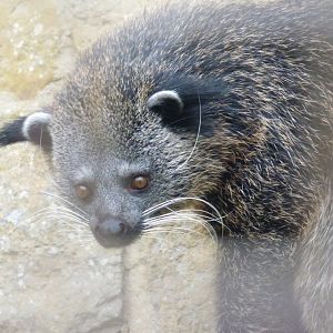 Binturong called Dobby
