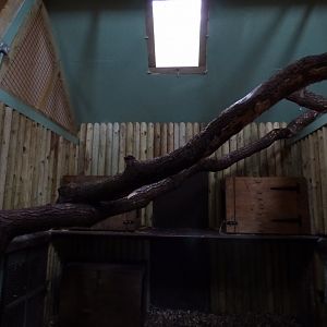 Indoor Clouded Leopard