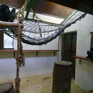 Indoor Siamang Enclosure
