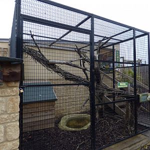 Green Iguana/Red Footed Tortoise Outside Exhibit