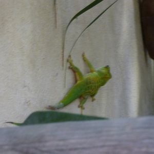 One of the free-roaming Giant Day Gecko's