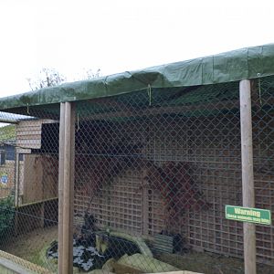 Owl Enclosure