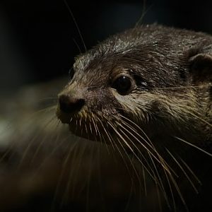 Asian Small-clawed Otter