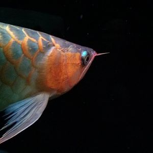 Asian Arowana