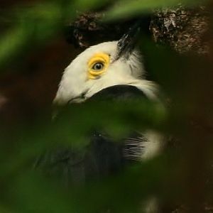 White Woodpecker