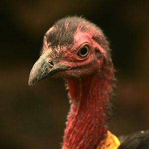 Australian Brush-turkey
