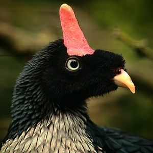 Horned Guan
